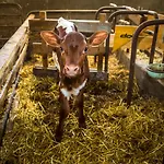 Unterlehengut Séjour à la ferme