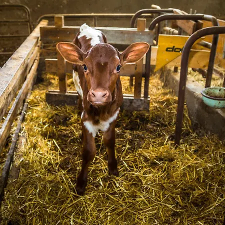 Unterlehengut Farm stay