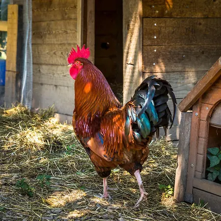 Séjour à la ferme Unterlehengut *